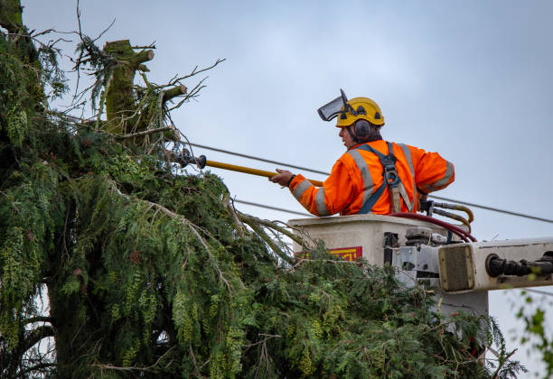 Reliable Palo Alto, CA Tree Care Solutions