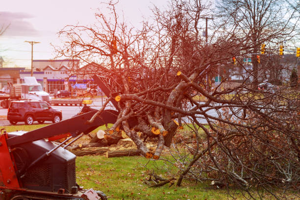 How Our Tree Care Process Works  in  Palo Alto, CA